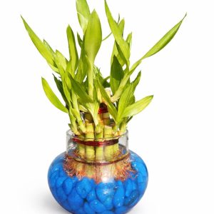🌿 2 Layer Lucky Bamboo Plant – Handi Type Glass Pot (With 100g Decorative Stones Free) - Image 12