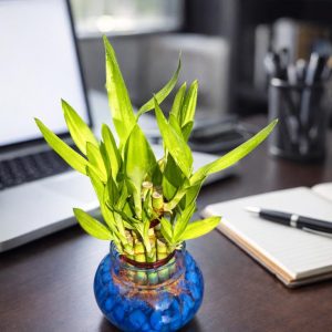 🌿 2 Layer Lucky Bamboo Plant – Handi Type Glass Pot (With 100g Decorative Stones Free) - Image 11