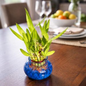🌿 2 Layer Lucky Bamboo Plant – Handi Type Glass Pot (With 100g Decorative Stones Free) - Image 10