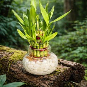 🌿 2 Layer Lucky Bamboo Plant – Handi Type Glass Pot (With 100g Decorative Stones Free) - Image 8