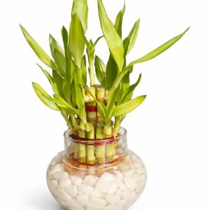 🌿 2 Layer Lucky Bamboo Plant – Handi Type Glass Pot (With 100g Decorative Stones Free) - Image 9