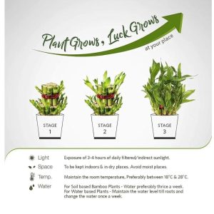 🌿 2 Layer Lucky Bamboo Plant – Handi Type Glass Pot (With 100g Decorative Stones Free) - Image 13