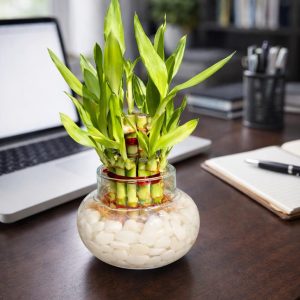 🌿 2 Layer Lucky Bamboo Plant – Handi Type Glass Pot (With 100g Decorative Stones Free) - Image 7