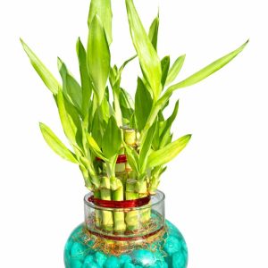 🌿 2 Layer Lucky Bamboo Plant – Handi Type Glass Pot (With 100g Decorative Stones Free) - Image 5