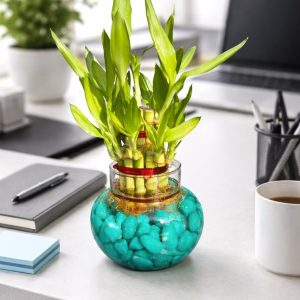 🌿 2 Layer Lucky Bamboo Plant – Handi Type Glass Pot (With 100g Decorative Stones Free) - Image 4