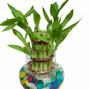 🌿 2 Layer Lucky Bamboo Plant – Handi Type Glass Pot (With 100g Decorative Stones Free) - Image 3
