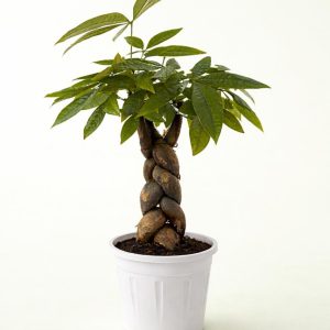 🌿 Money Tree Imported Plant – Plastic White Pot - Image 5