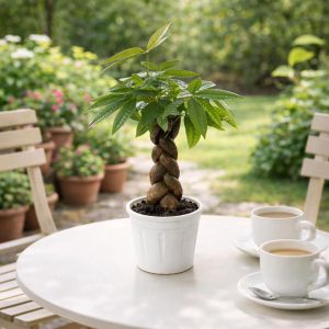 🌿 Money Tree Imported Plant – Plastic White Pot - Image 3