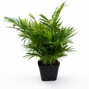 🌿 Chaman Dora Imported Plant - Image 6
