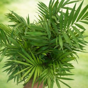 🌿 Chaman Dora Imported Plant - Image 4
