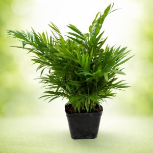 🌿 Chaman Dora Imported Plant - Image 5