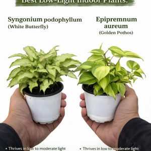 🌿 Syngonium & Epipremnum – Beautiful Indoor Combo Plants - Image 5
