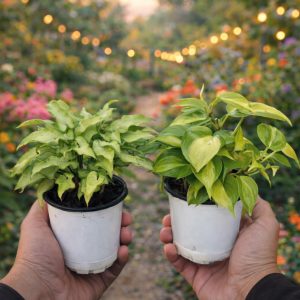 🌿 Syngonium & Epipremnum – Beautiful Indoor Combo Plants - Image 3