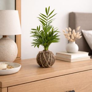 Chamin dora kokedama style - Image 4