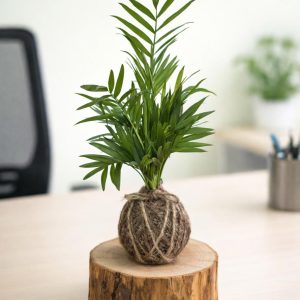 Chamin dora kokedama style - Image 3
